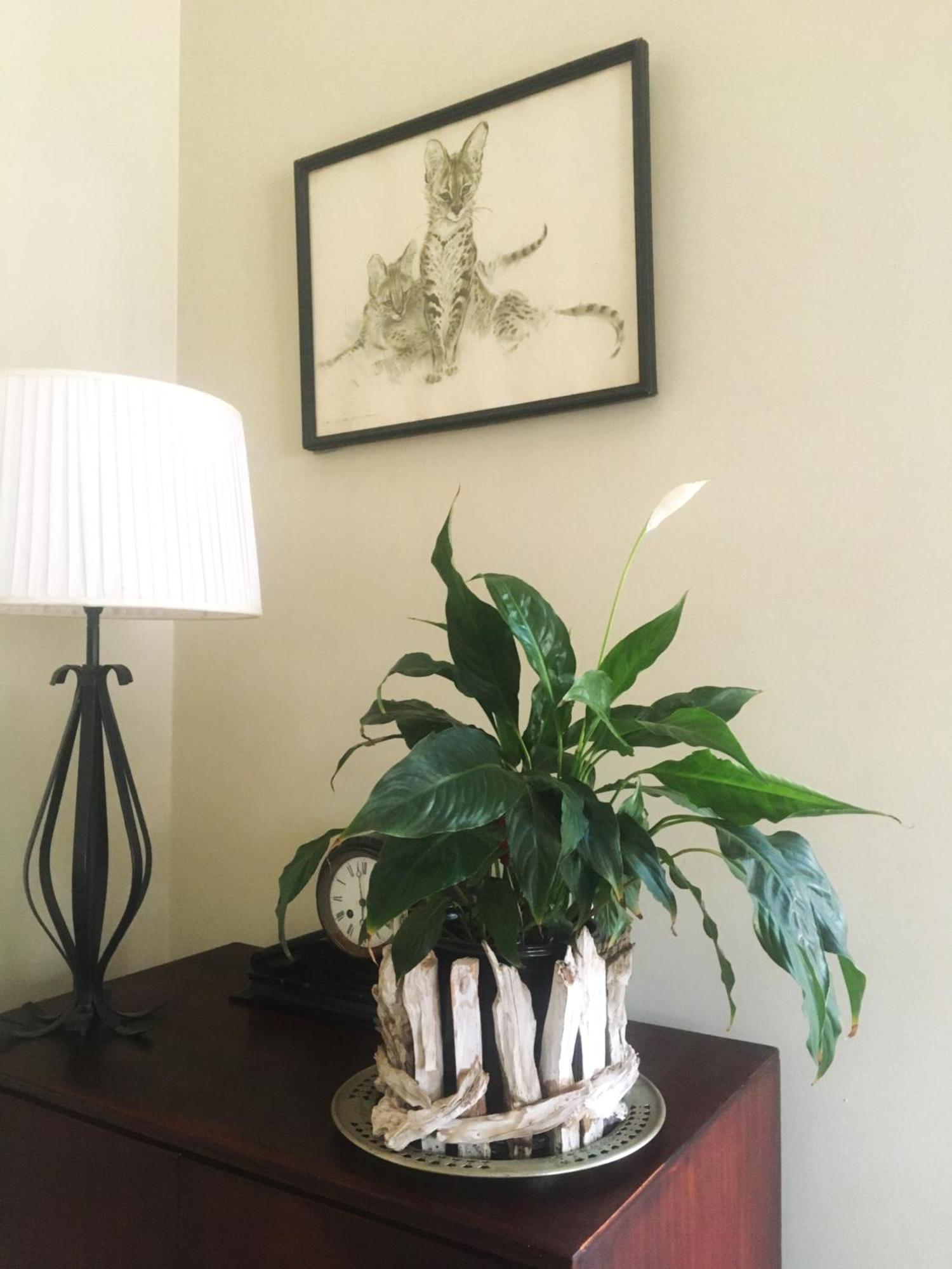 Panache Wildlife Cottage-Self Catering Hoedspruit Exteriör bild